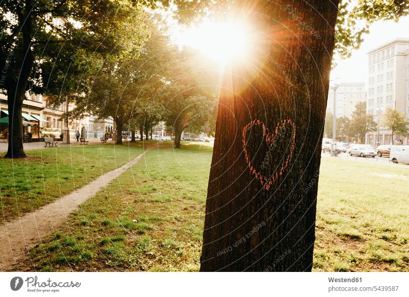 Germany, Berlin, heart painted on tree trunk morning in the morning Tree Trunk Trunks Tree Trunks Incidental people path paths Lens Flare Reflection Sun nature
