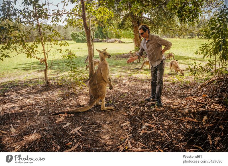 Australia, New South Wales, man preparing to make handshake with kangoroo tourist tourists wildlife casual casual wear leisure wear casual clothing Tree Trees