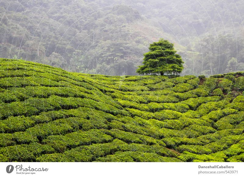 Tea cultivation on a hill with a tree Nature Malaya Landscape Tea plantation Plant Tea plants Fog Agriculture cameron highlands Calm Mountain Tree