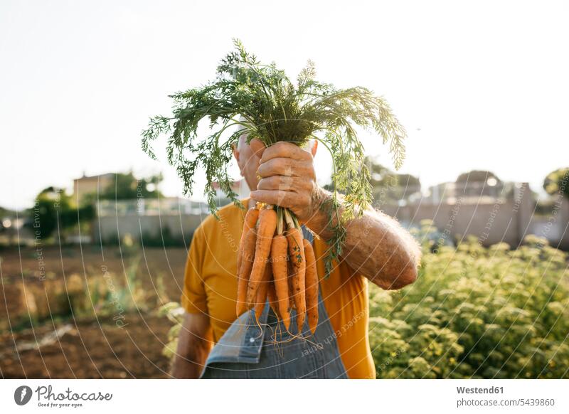 Unrecognizable senior man holding bunch of harvested carrots gardener gardeners harvesting harvests gardens Carrot Carrots men males senior men elder man