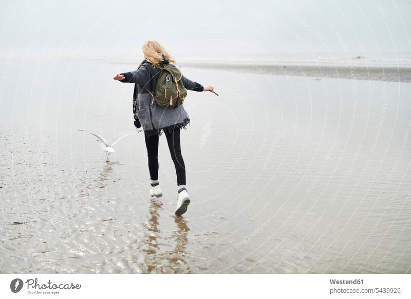 Netherlands, back view of young woman with backpack walking behind a seagull on the beach females women beaches seagulls laridae going Adults grown-ups grownups