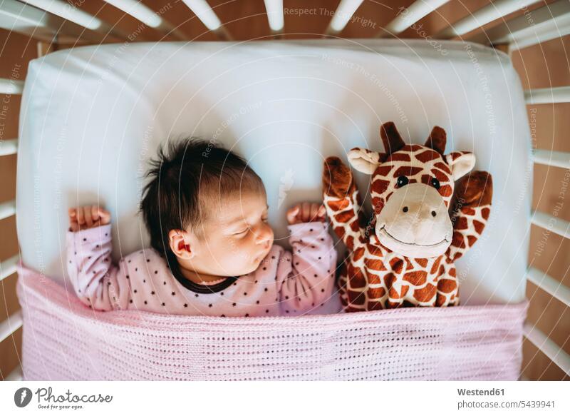 Newborn baby girl sleeping in crib with a plush giraffe babies infants soft toy soft toys lying laying down lie lying down asleep baby cot baby crib people