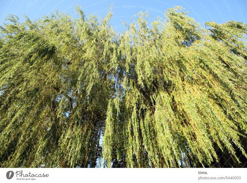 Pasture, rushing off Willow tree Tree Hang branches twigs Beautiful weather Nature Environment Sky Tall Large Growth Plant willow tree Weather