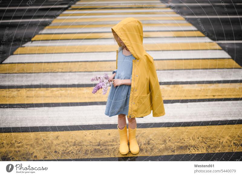 Girl wearing yellow rainjacket, standing on zebra crossing, holding lilac girl females girls rainwear rain gear cagoule rain jacket rain shelter road streets