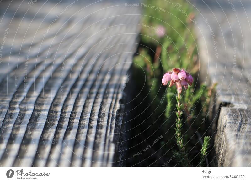 lonely blooming bell heather between wooden planks at bog walkway Heathland heather blossom Blossom Plant Wood Wood plank Wooden plank path Bog Nature naturally