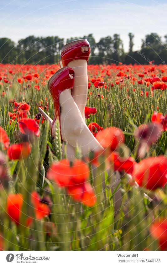Feet of woman with red pumps in poppy field 30-35 years 30 to 35 years Poppy corn poppy Red Poppies Red Poppy Papaver rhoeas Corn Poppies leisure free time