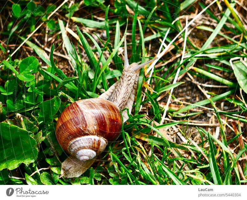 The way is the goal - snail looking ahead Crumpet Snail shell Slowly snail's pace Feeler Macro (Extreme close-up) creep escargot Animal Animal portrait Slimy