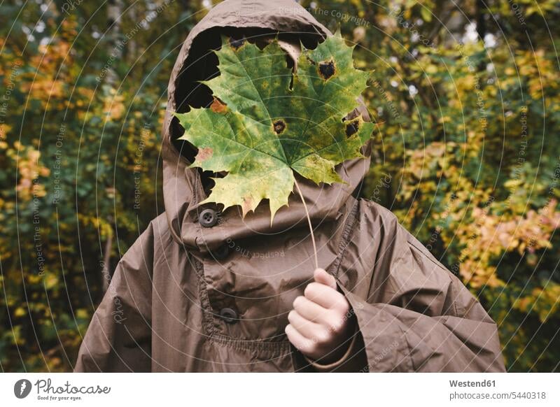 Boy wearing brown rain coat hiding his face behind autumnal maple leaf hoods hold hide colour colours free time leisure time forests wood woods location shot
