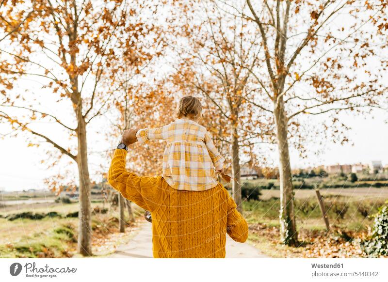 Father carrying his little daughter on shoulders in the morning, park in autumn autumnal autumnally father fathers daddy dads papa daughters Joy enjoyment