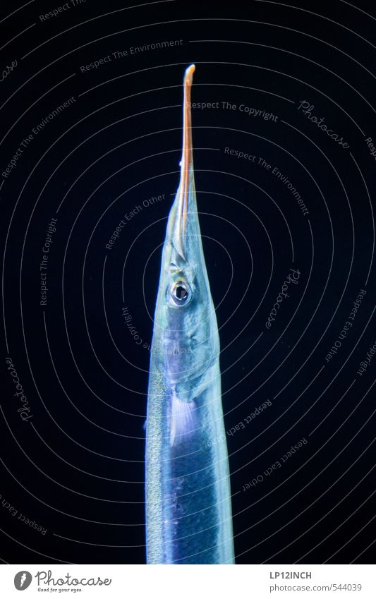 Right. Fishing (Angle) Trip Environment Water garfish Eating Catch To feed Hunting Esthetic Athletic Dark Delicious Thin Blue Black Pike Fishery Colour photo