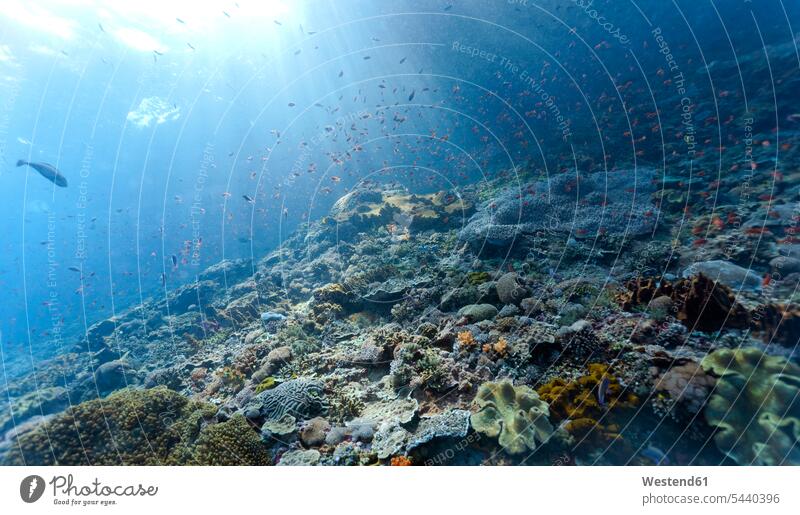 Indonesia, Bali, Nusa Lembongan, coral reef and different reef fishes, Lyretail Anthias, Pseudanthias squamipinnis, shoal of fish, light beams Sea Life sealife