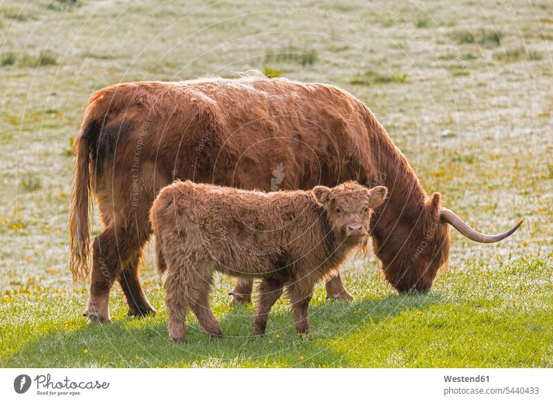 Great Britain, Scotland, Scottish Highlands, Highland cattle with young animal horn Animal Horns horns animal themes creatures animals livestock day