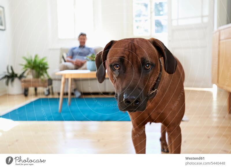 Rhodesian ridgeback standing in living room, man siting on couch in background watching observing observe settee sofa sofas couches settees dog dogs Canine