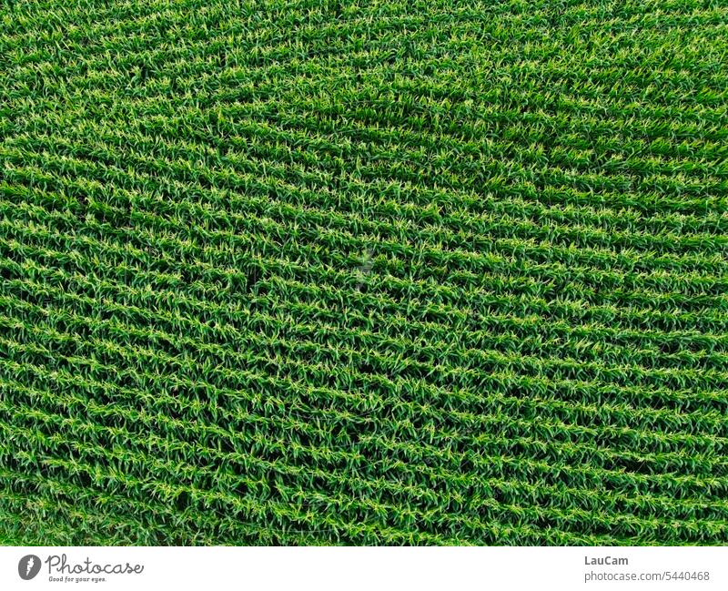Aesthetic agriculture - masterly pattern Maize field Pattern lines Agriculture Agricultural crop Bird's-eye view Summer Landscape Field