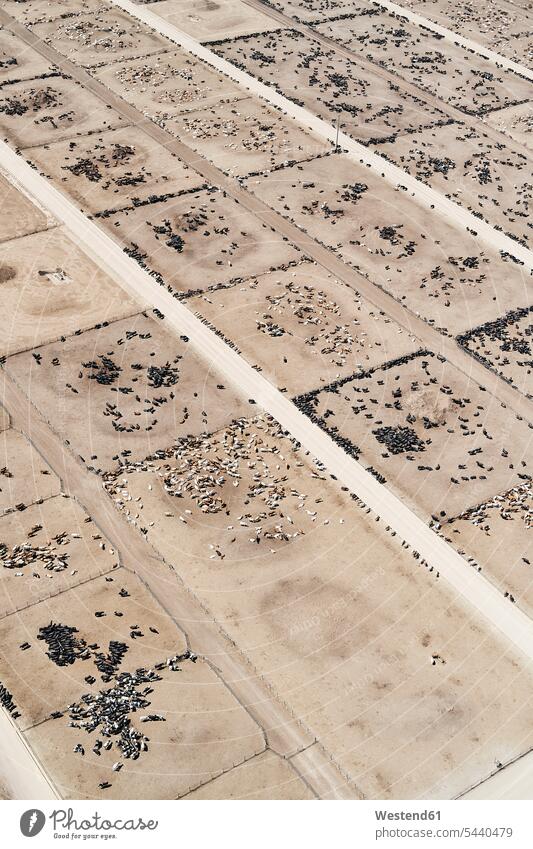 USA, Aerial photograph of Beef Cattle feed lot near Greeley, Colorado structure textures structures copy space rural country countryside day daylight shot