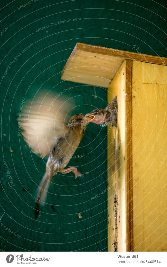 Sparrow feeding young bird motion Movement moving outdoors outdoor shots location shot location shots Berlin open opened insect hexapoda insects insecta