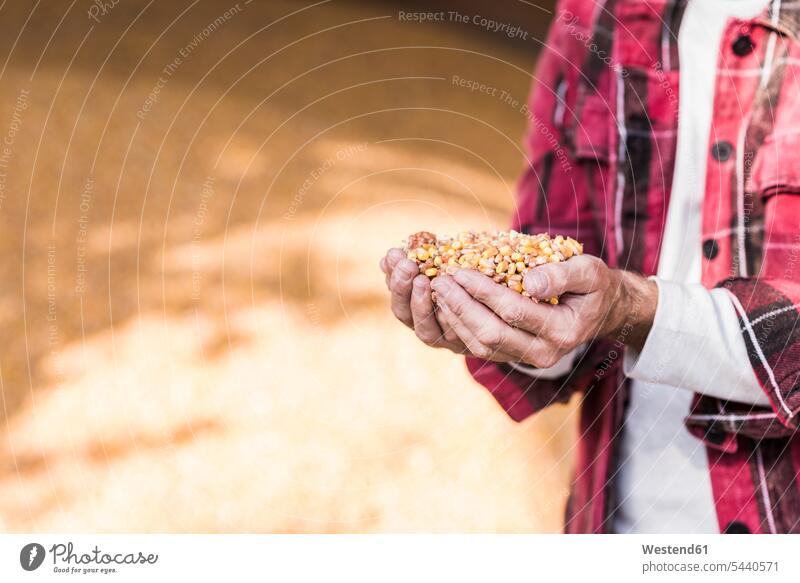 Grains of maize in hands man men males farmer agriculturists farmers human hand human hands corn Adults grown-ups grownups adult people persons human being