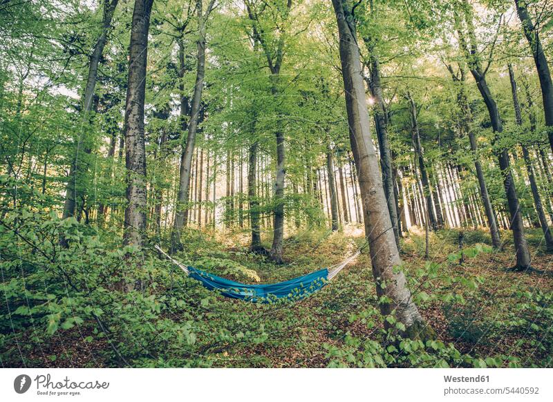 Germany, Rhineland-Palatinate, Vulkan Eifel, Holzmaar, hammock between trees in forest Travel woods forests Simple Living Downshifting simple life tranquility