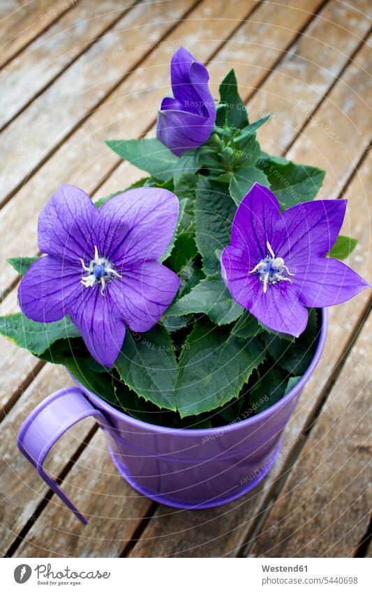 Blossoming potted Balloon Flower nobody potted plant potted plants pot  plants pot plant flowering blooming Blooming Potted Plant Blooming Potted Plants Flowers