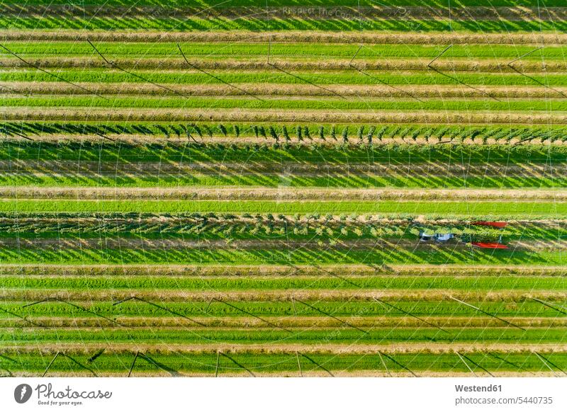 Germany, hop picking, aerial view motor vehicle road vehicle road vehicles motor vehicles harvester cultivation tilth full frame copy space crop crops