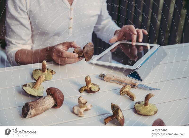 Man's hand holding scarletina bolete while reading information on digital tablet mushroom mushrooms fungi digitizer Tablet Computer Tablet PC Tablet Computers