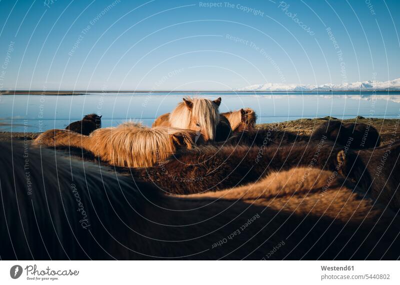 Iceland, Icelandic horses at the coast coastline coast area Seacoast seaside sky skies animal world fauna clear sky copy space cloudless animal themes landscape