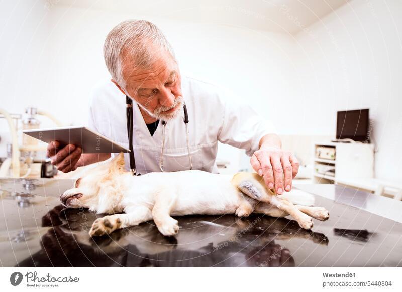 Senior vet with tablet examining injured dog in clinic veterinarian checking examine digitizer Tablet Computer Tablet PC Tablet Computers iPad Digital Tablet