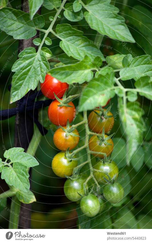 Organic bunch tomatoes unripe Tomato Tomatoes outdoors outdoor shots location shot location shots vegetable cultivation cultivation of vegetables
