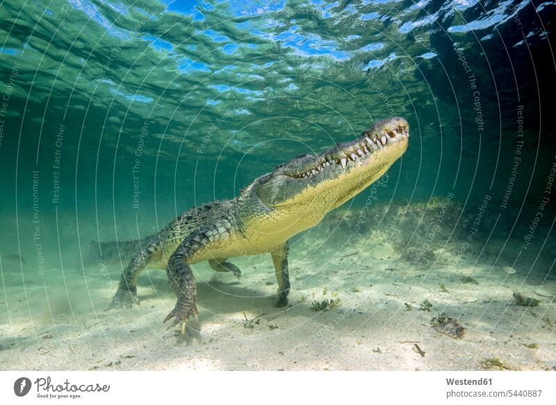Mexico, American crocodile under water nature natural world swimming diving dive waters body of water awe Fascinating awesome amazing Awesomeness awe-inspiring