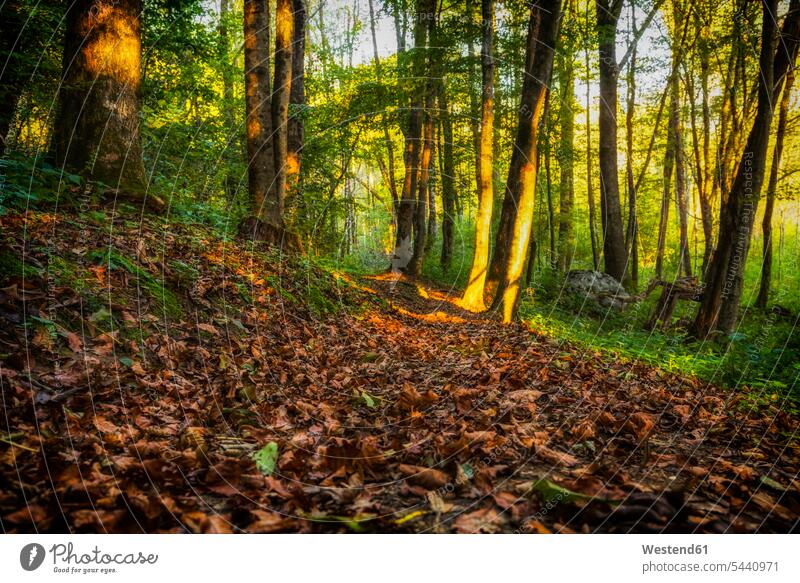 Slovenia, Bovec, Triglav National Park, Kanin Valley in autumn autumn leaves autumn foliage forest woods forests autumn forest fall forest tranquility