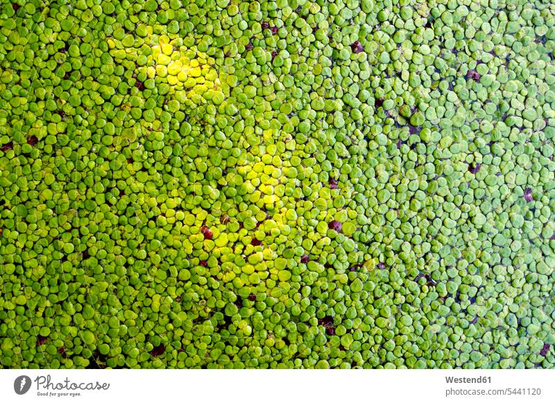 Duckweed nature natural world large group of objects many objects Pond Ponds plenty close-up close up closeups close ups close-ups Germany day daylight shot