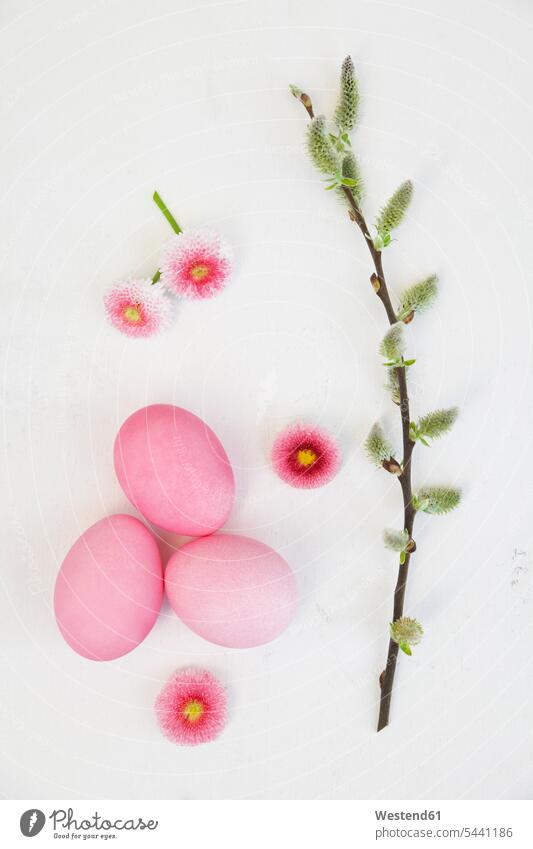 Hand dyed pink Easter eggs with daisy and catkin decoration on wooden background coloured DIY do-it-yourself Floristics Floristry nature natural world spring