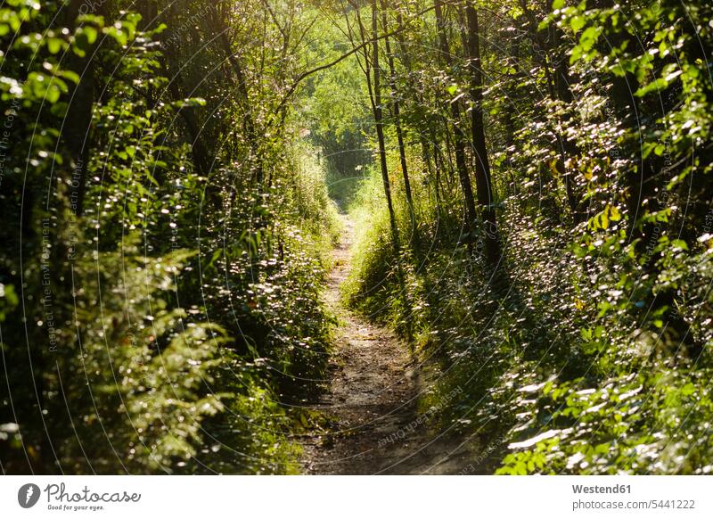 Germany, Bavaria, Upper Bavaria, Geretsried, Nature Reserve Isarauen, Forest path, Alluvial Forest beauty of nature beauty in nature tranquility tranquillity
