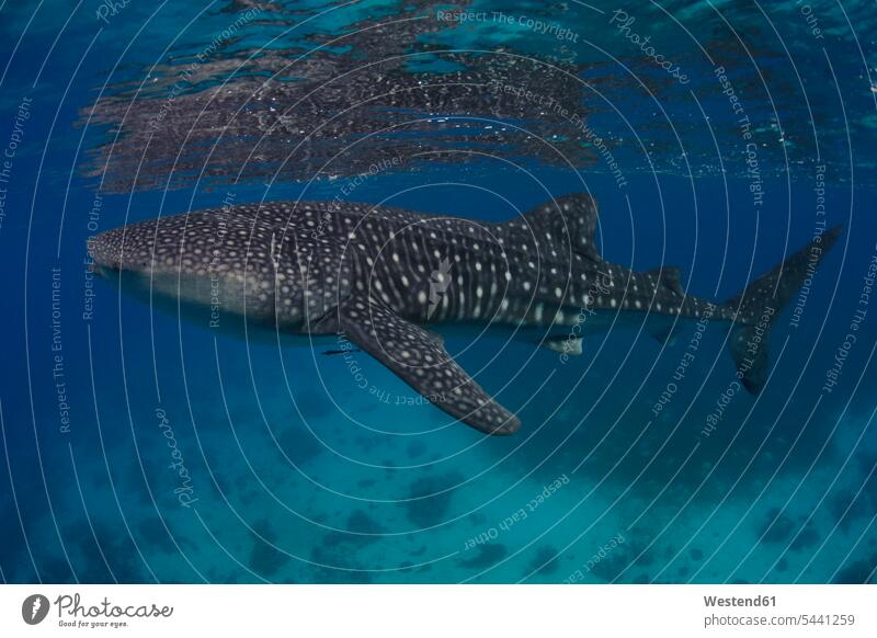 Whale shark in the sea swimming nobody underwater submerged Under Water underwater shot underwater shots side view sideview View From Side ocean fish Fishes