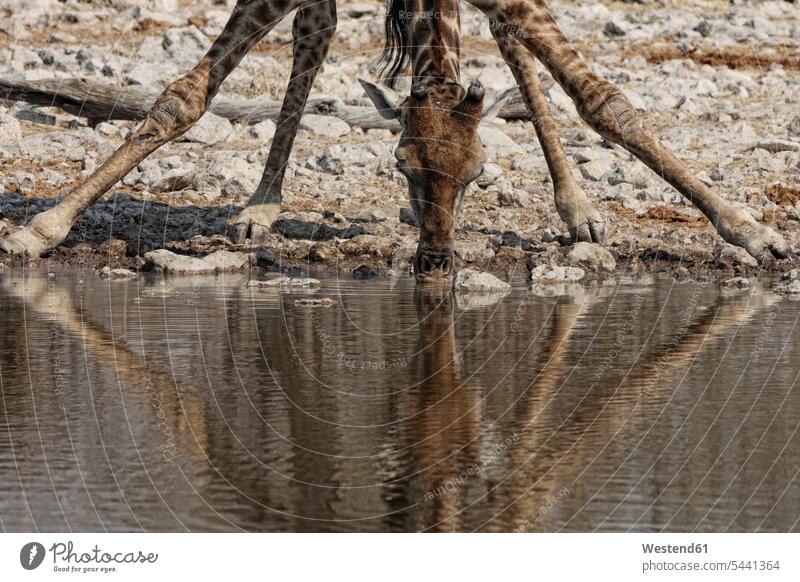 Namibia, Etosha National Park, giraffe drinking at a water hole giraffes Giraffa camelopardalis wild animal wild animals Animal In Wild Animals In Wild