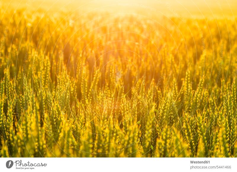Wheat field at sunset yellow sunshine Sunny Day sunny Growth growing crop crops Cereal Cereals grain cereal plant cereal crop cereal crops cereal plants