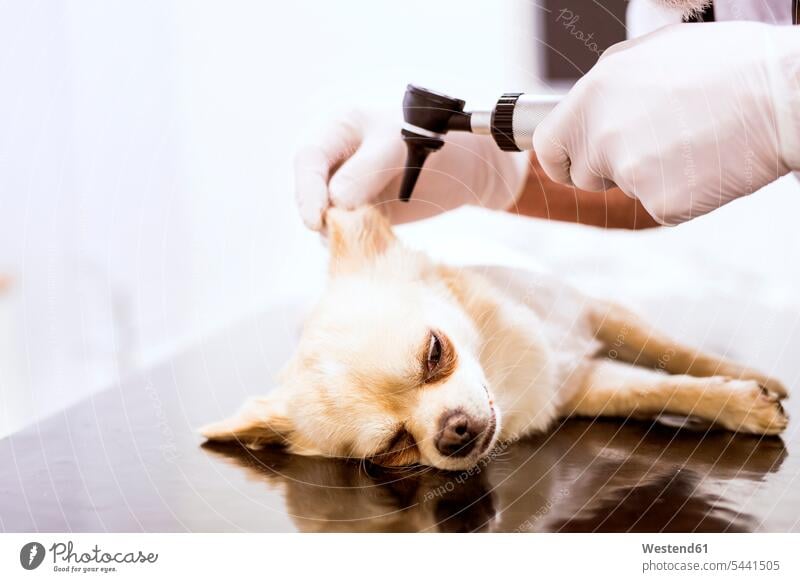 Close-up of vet examining dog in clinic veterinarian dogs Canine checking examine veterinary medicine healthcare and medicine medical Healthcare And Medicines