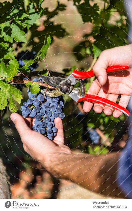 Close-up of man harvesting grapes in vineyard working At Work cutting men males Grape Grapes agriculture harvesttime Harvest Time harvests farm labour farm work