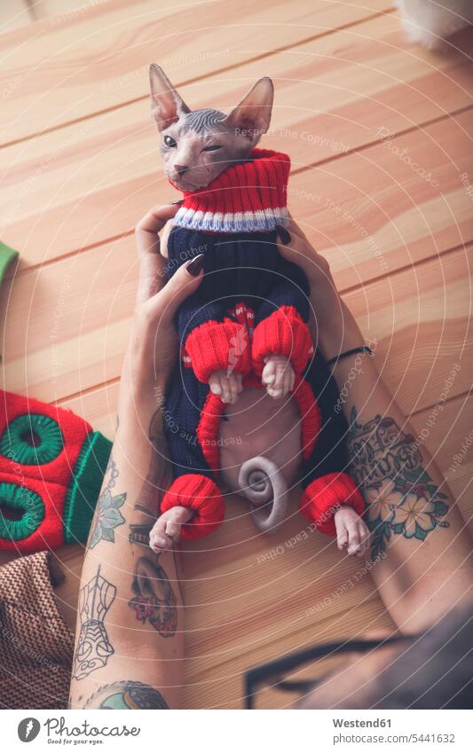 Close-up of woman holding Sphynx cat wearing pullover sweater jumper Sweaters females women cats Adults grown-ups grownups adult people persons human being