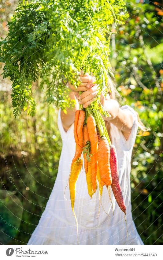 Girl's hands holding bunch of heirloom carrots Carrot Carrots Turnip Turnips Vegetable Vegetables Food foods food and drink Nutrition Alimentation