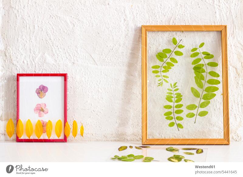 Pressed and framed petals and leaves home-made preservation arrangement grouping delicate Delicateness dainty Tender conservation maintainance dried DIY