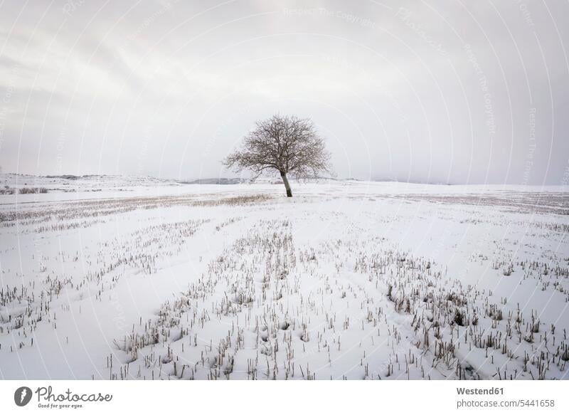 Spain, single bare tree in snow-covered winter landscape cold Cold Weather Cold Temperature chilly Tree Trees bare trees copy space Solitude seclusion