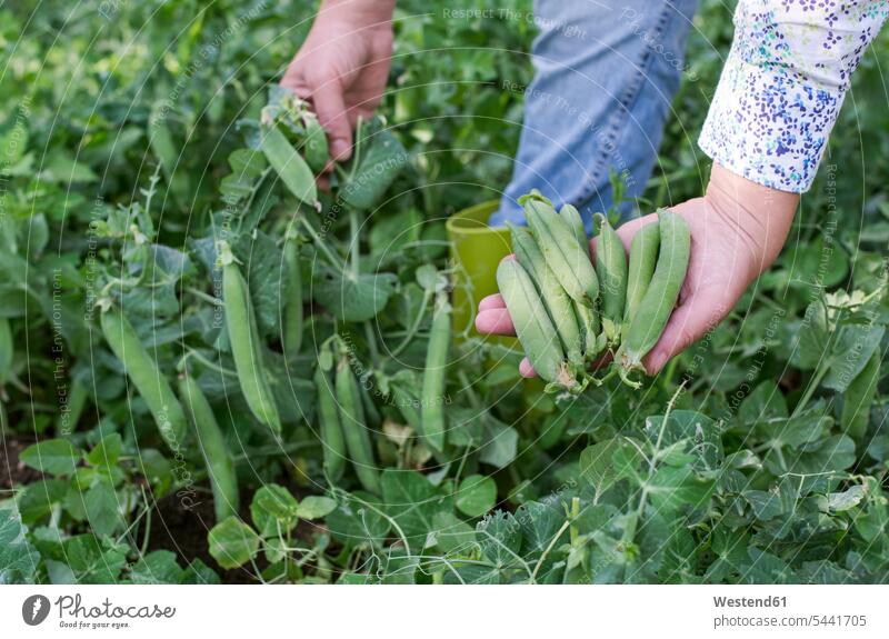 Woman's hand picking peas, close-up Pea Peas human hand hands human hands harvesting Pulses Legumes Vegetable Vegetables Food foods food and drink Nutrition