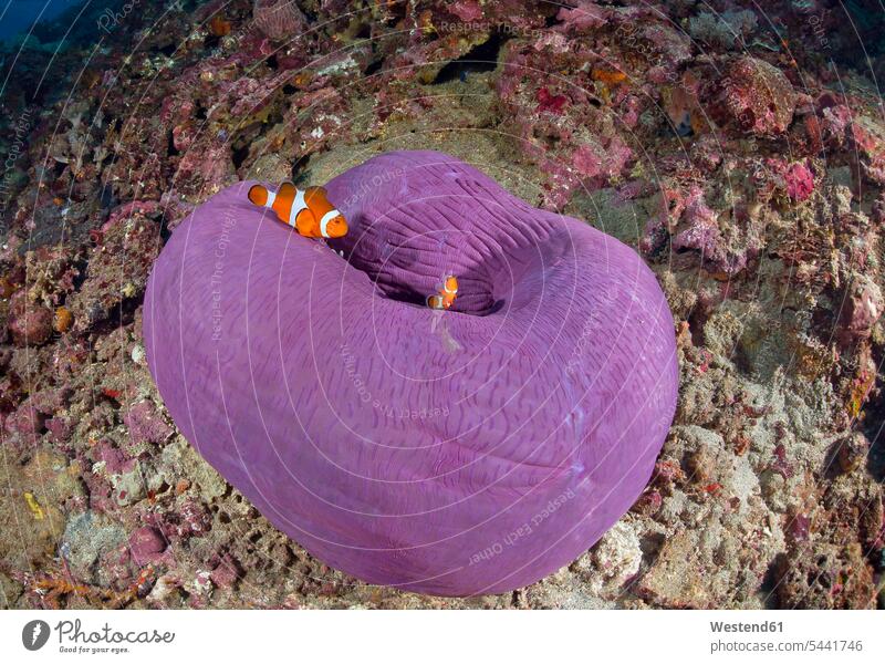 Indonesia, Bali, Nusa Lembonga, Nusa Penida, False percula clownfishes, Amphiprion ocellaris, and magnificent sea anemone, coral corals coral reef coral reefs