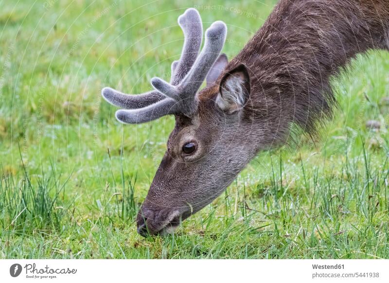 UK, Scotland, Highland, Glencoe, red deer grazing profile Profile View profiles wild animal wild animals Animal In Wild Animals In Wild Antler Antlers