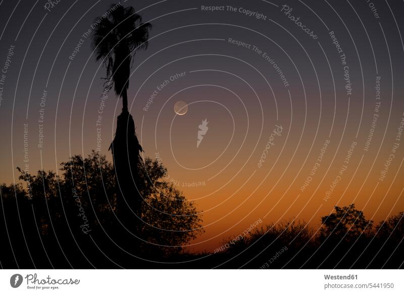 Namibia, Region Khomas, near Uhlenhorst, Astrophoto, setting New Moon crescent with palm trees in foreground atmosphere atmospheric mood moody Atmospheric Mood