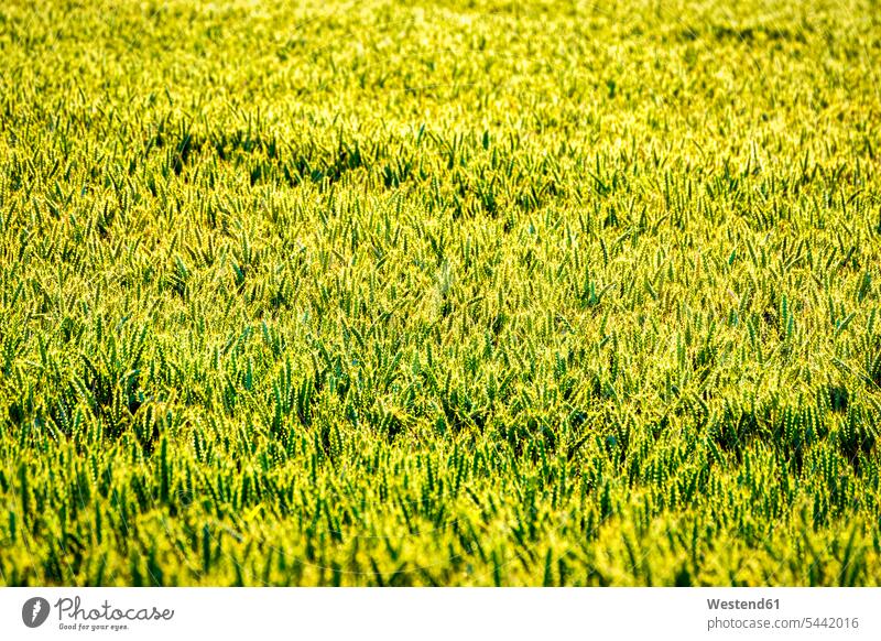 UK, Scotland, wheat field background copy space unripe crop crops ear ears spikes rural scene Non Urban Scene Part Of partial view cropped bright green