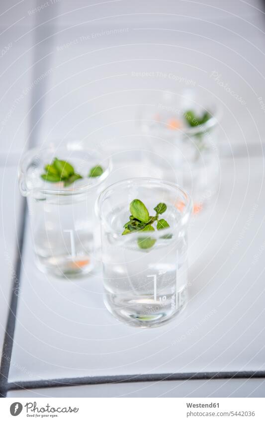 Plant germs in beakers in lab laboratory science sciences scientific Glass Beaker laboratory beaker workplace work place place of work sprouting germinating