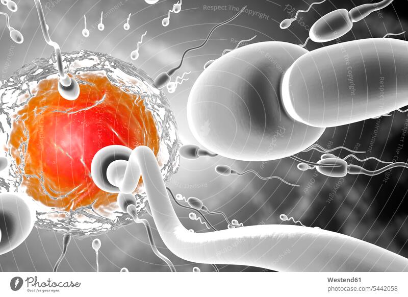 3D Rendered Illustration, visualisation of sperm cells racing to a egg to fertilise motion Movement moving abundance Plentiful Advantage advantageous Advantages