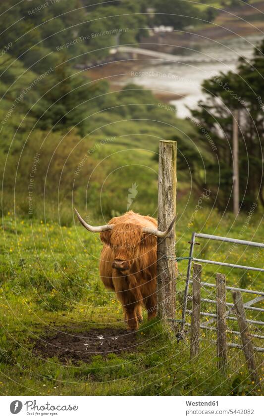 UK, Scotland, Isle of Skye, longhorn cattle on pasture bovine Cattles nature natural world animal themes rural scene Non Urban Scene Solitude seclusion